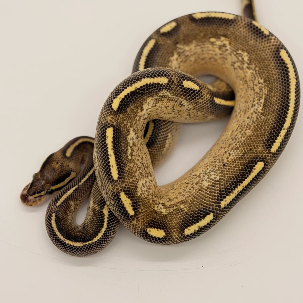 Freeway 100% Het Albino (Hembra)