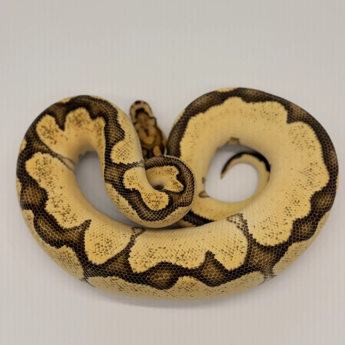 Orange Dream Yellow Belly Clown (Macho)