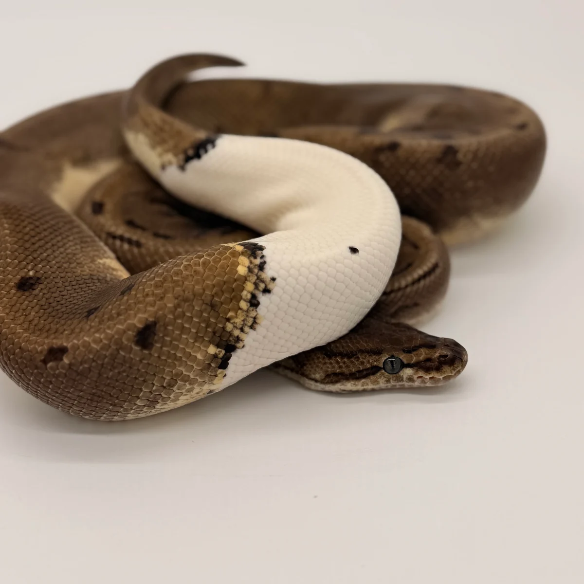 Pinstripe Pied (Macho)