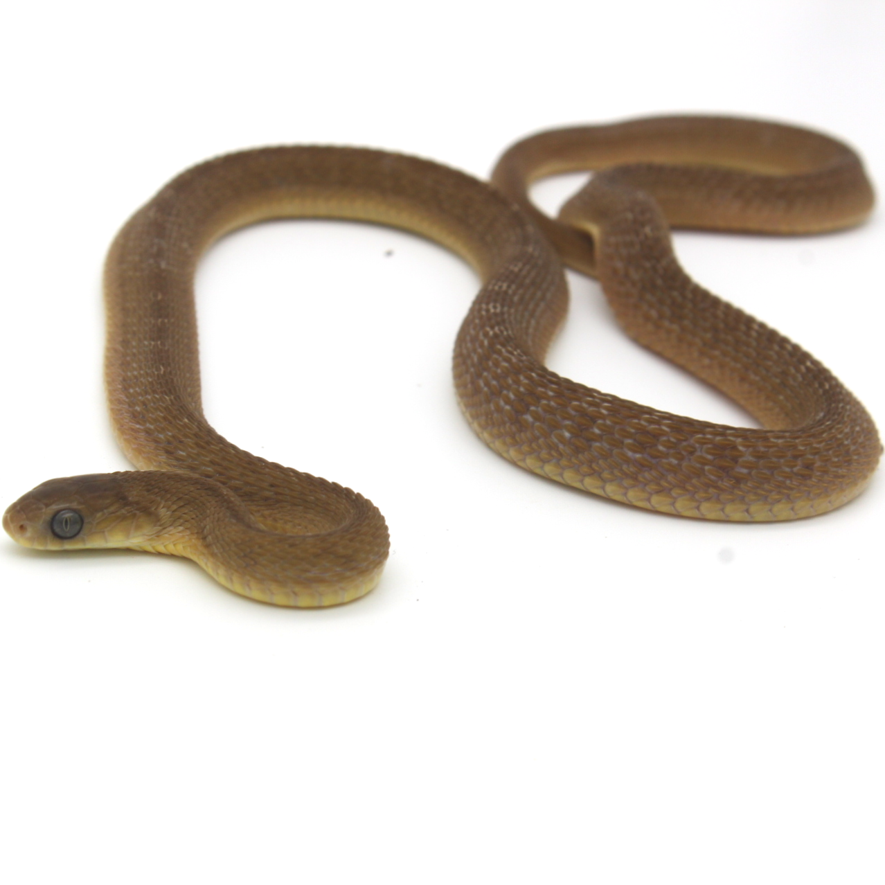 Serpiente comedora de huevos africana