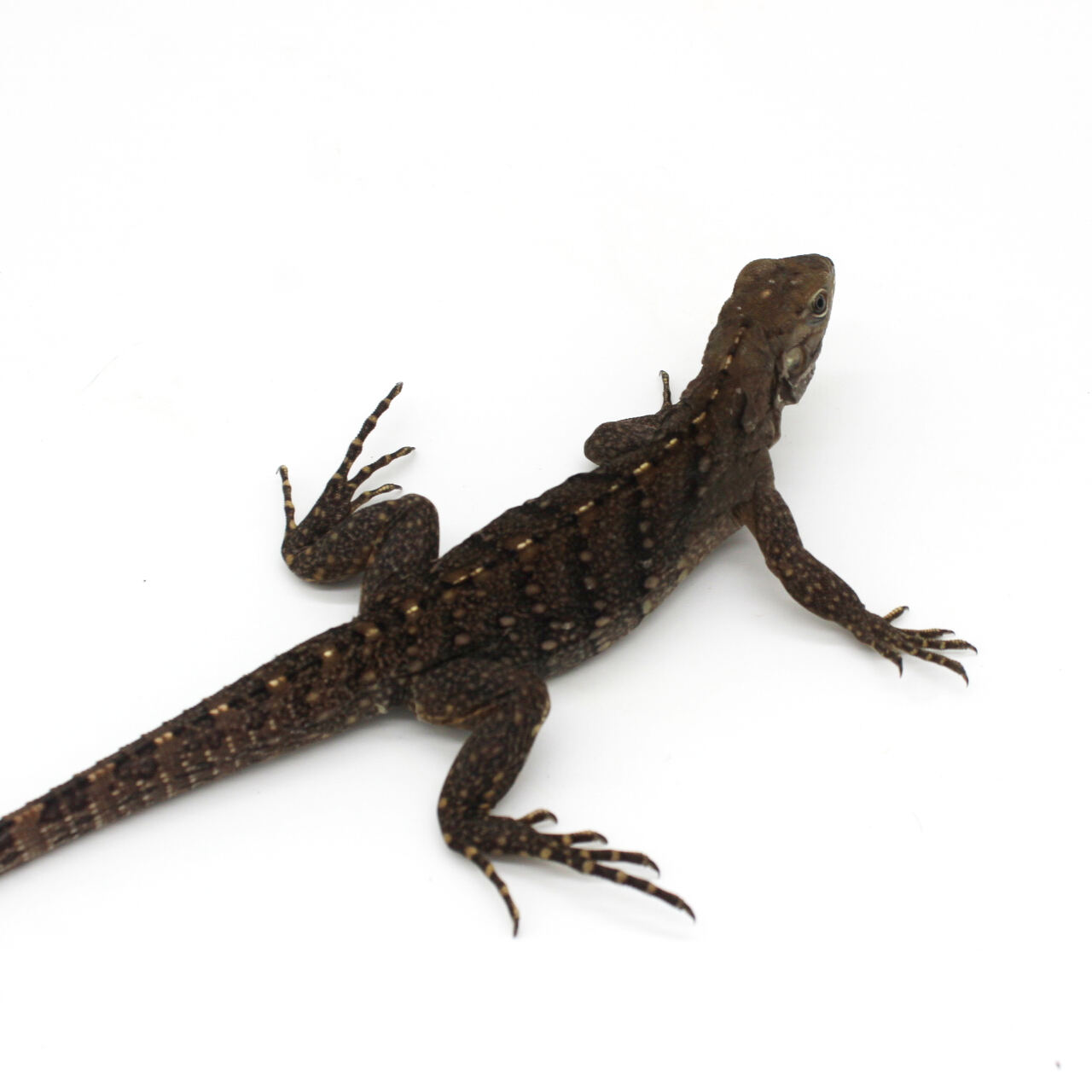 Iguana de roca cubana bebé 2