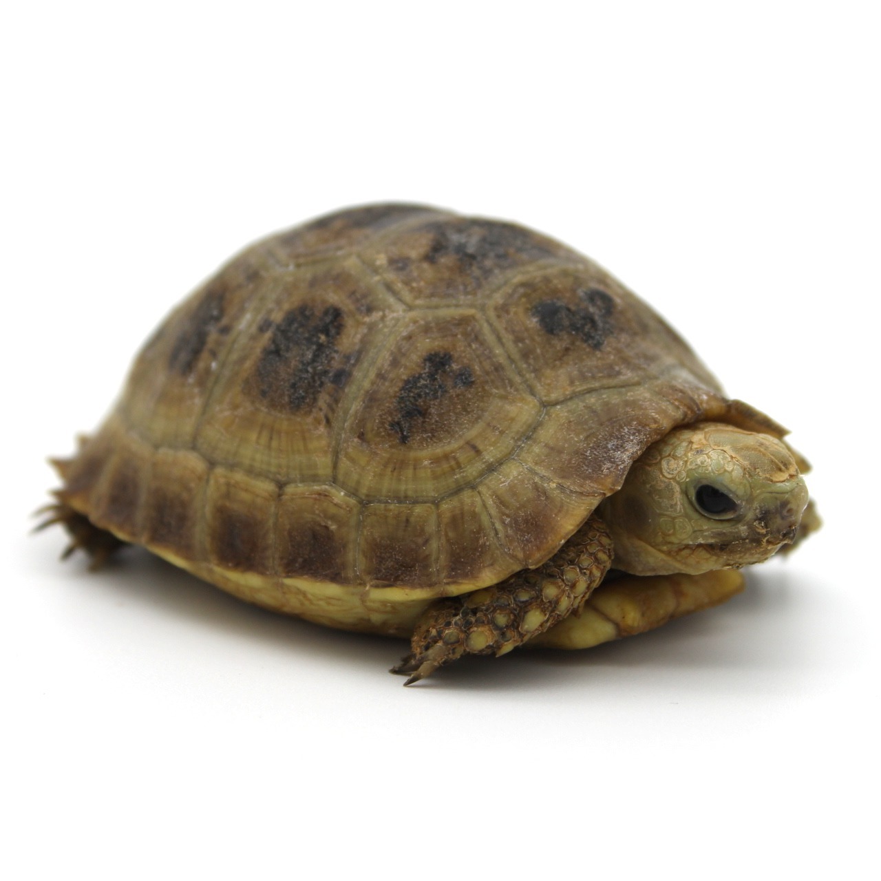 Tortuga alargada