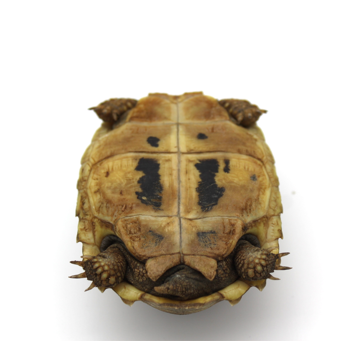 Tortuga alargada 2