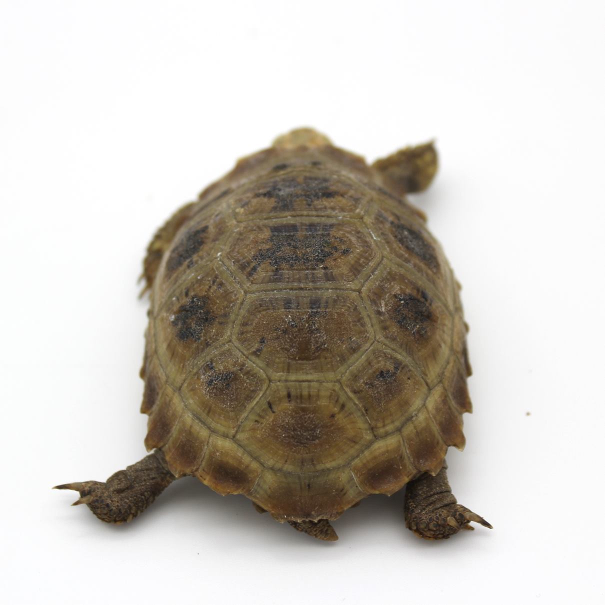 Tortuga alargada 3