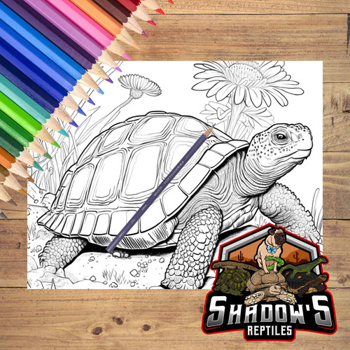 5 Páginas de animales para colorear