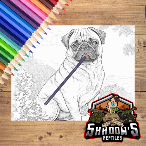 5 Páginas de animales para colorear 3