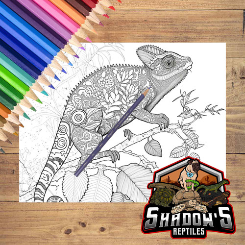 5 Páginas de animales para colorear 5
