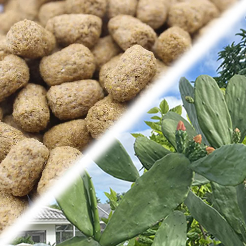Paquete de alimento para tortugas y pencas de nopal