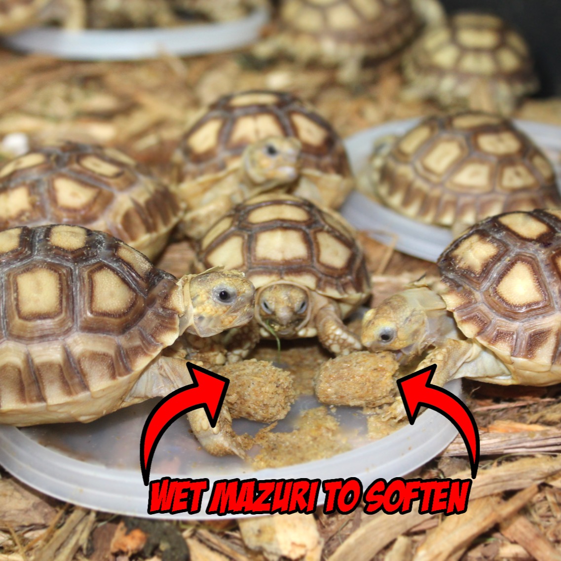 Paquete de alimento para tortugas y pencas de nopal 2