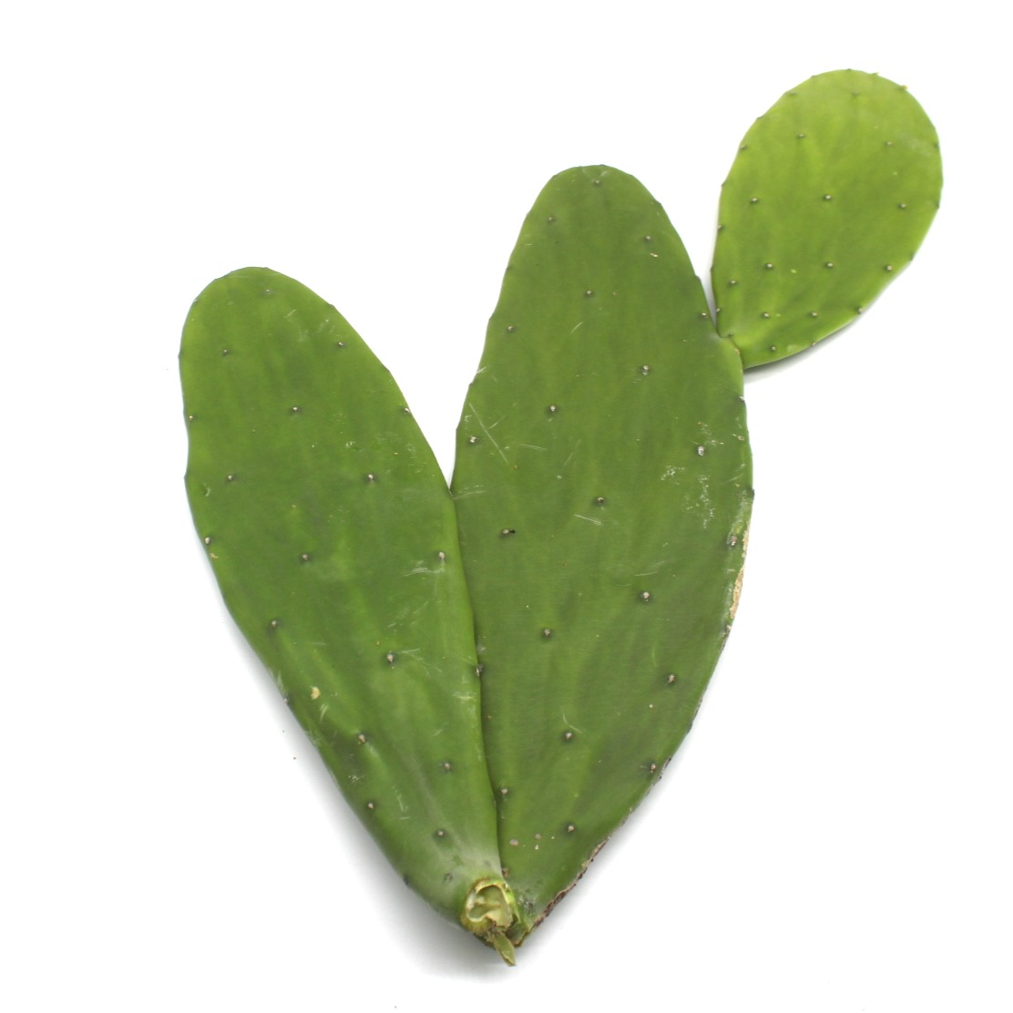 Paquete de alimento para tortugas y pencas de nopal 3