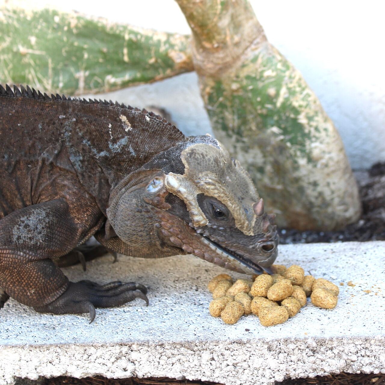 Paquete de alimento para tortugas y pencas de nopal 4