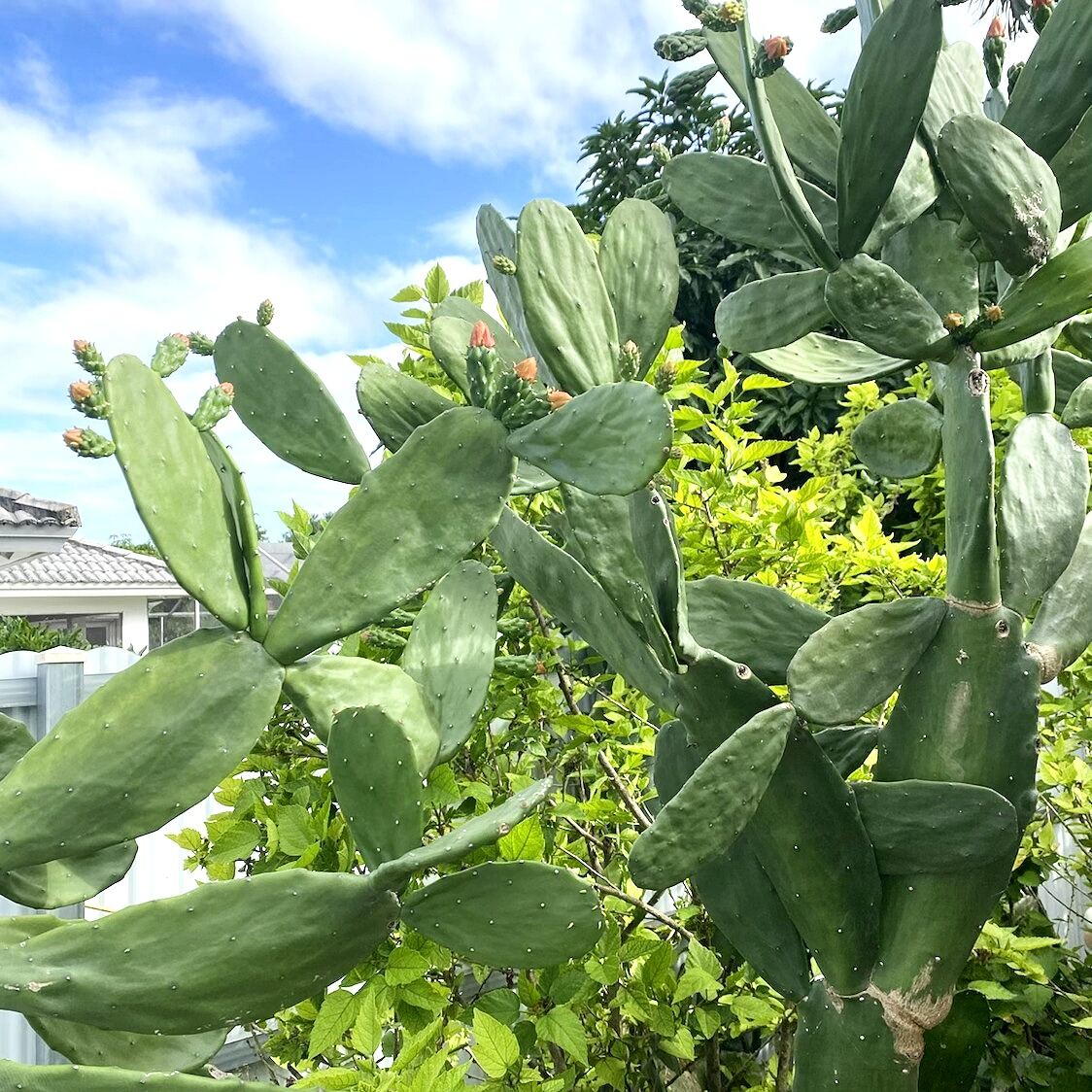 Paquete de alimento para tortugas y pencas de nopal 5