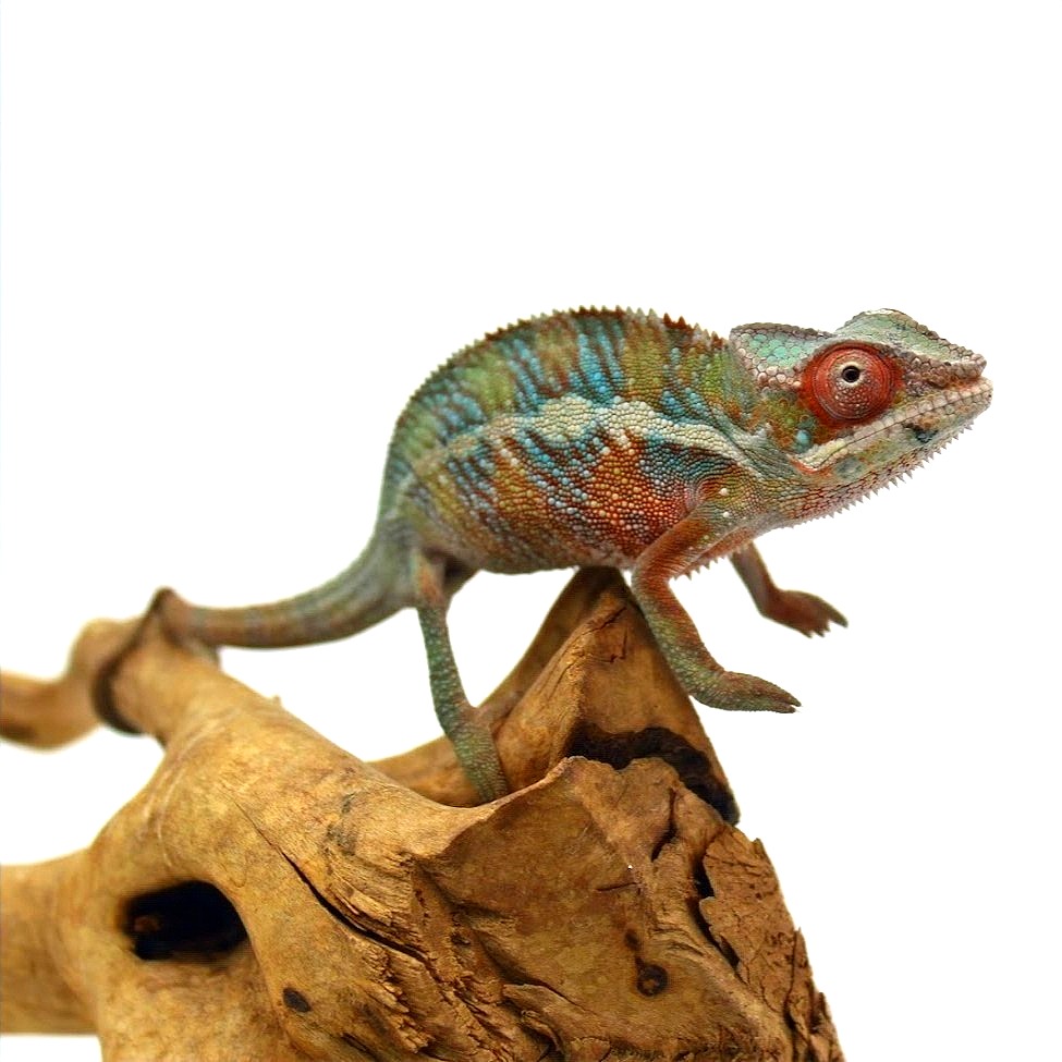 Camaleón pantera Ambilobe juvenil
