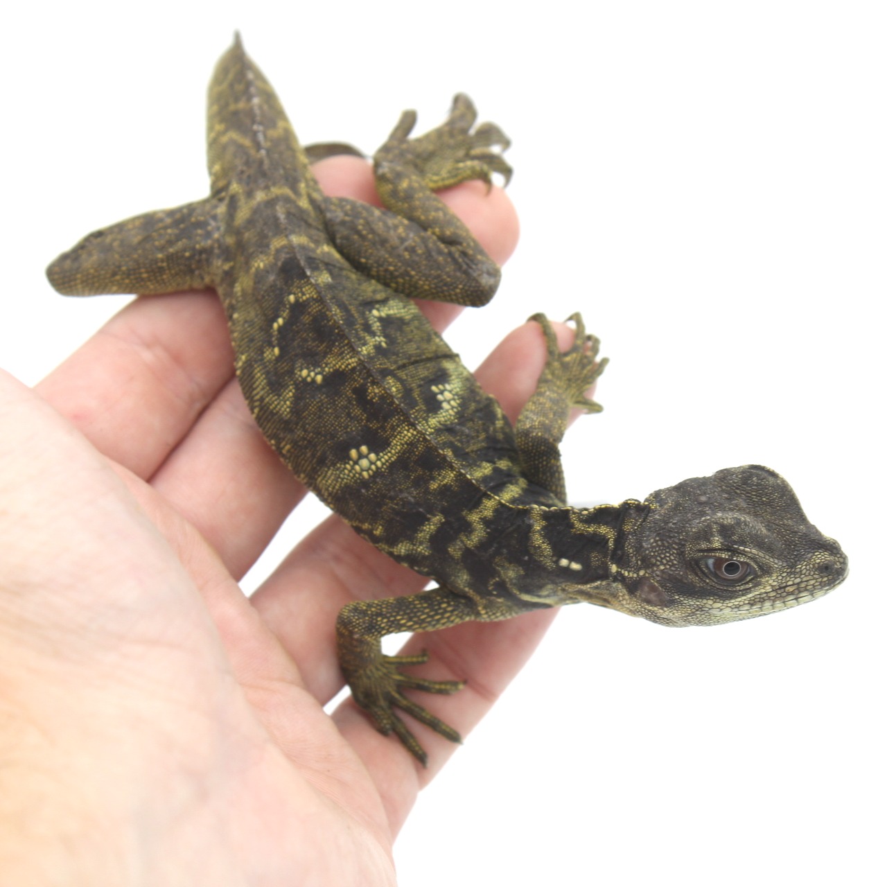 Baby Indonesian Giant Sailfin Dragon