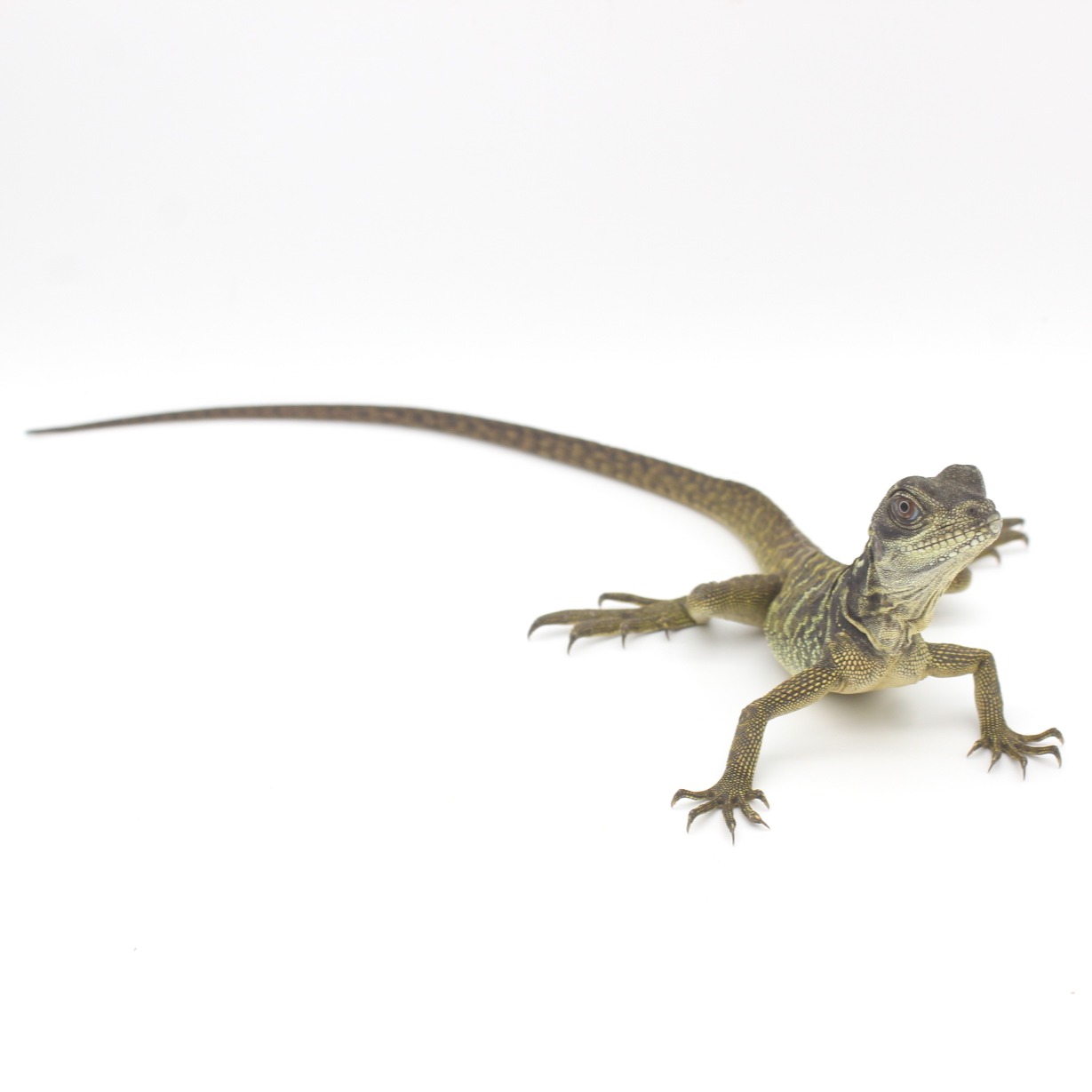 Dragón de vela gigante de Indonesia bebé 2