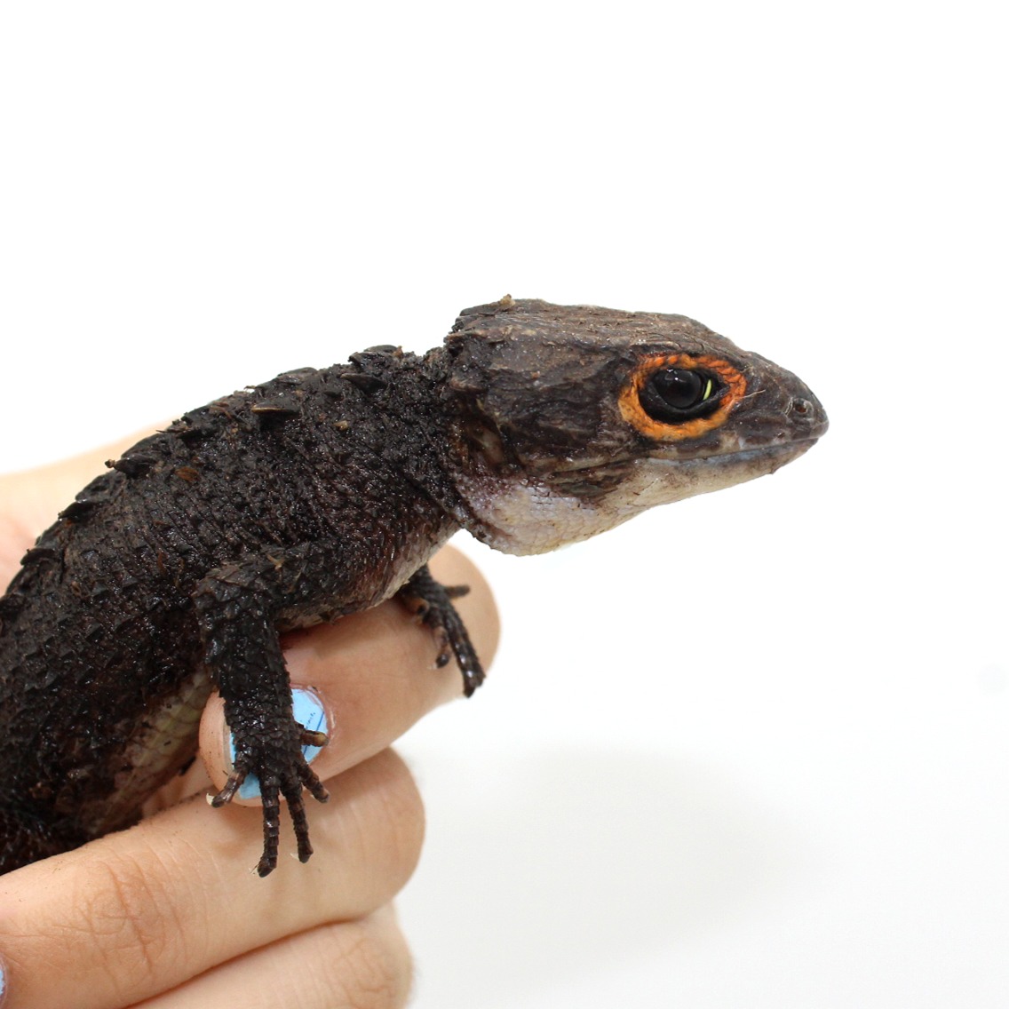 Escinco cocodrilo de ojos rojos
