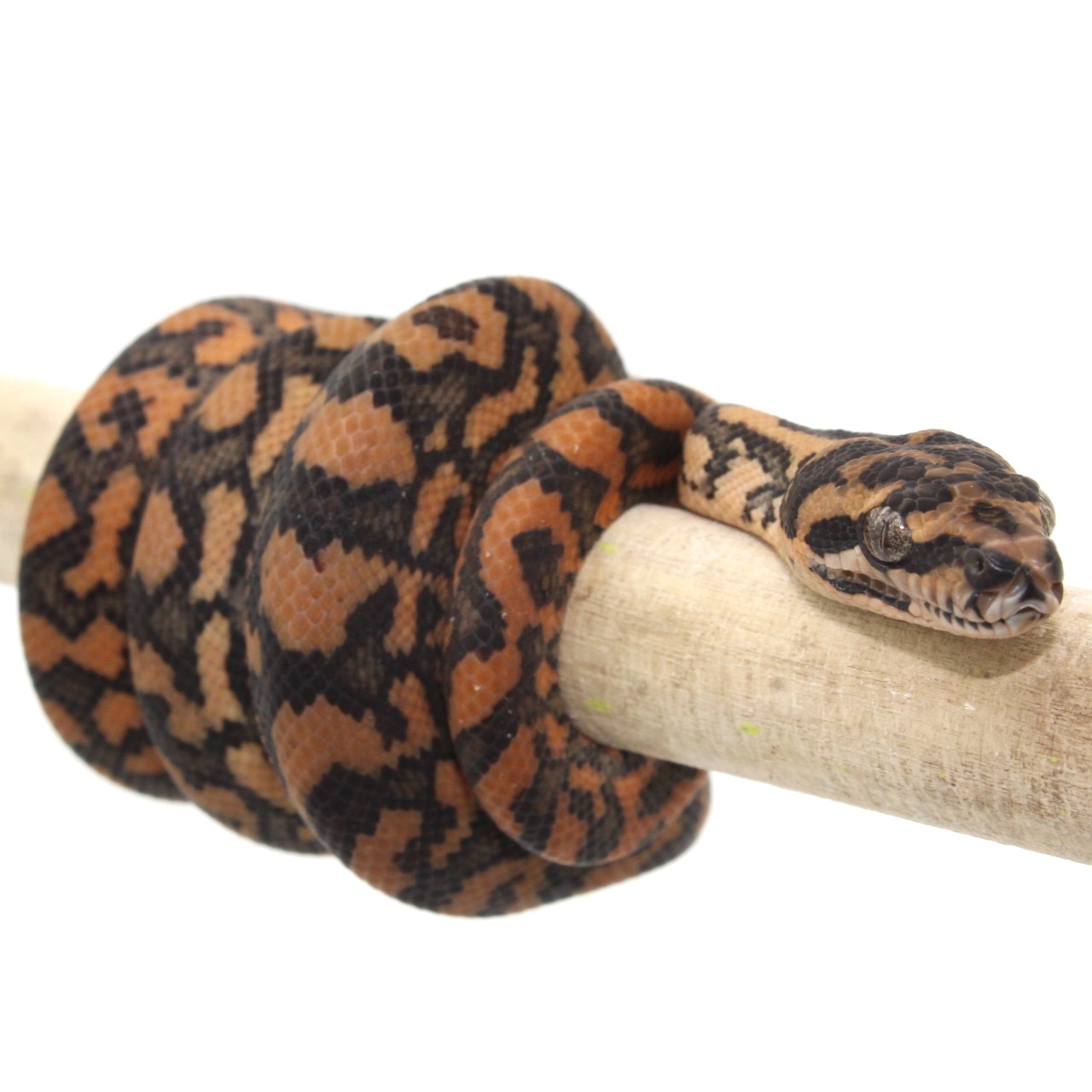 Pitón alfombra costera bebé