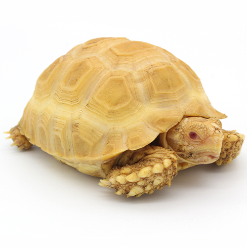Tortuga sulcata albina