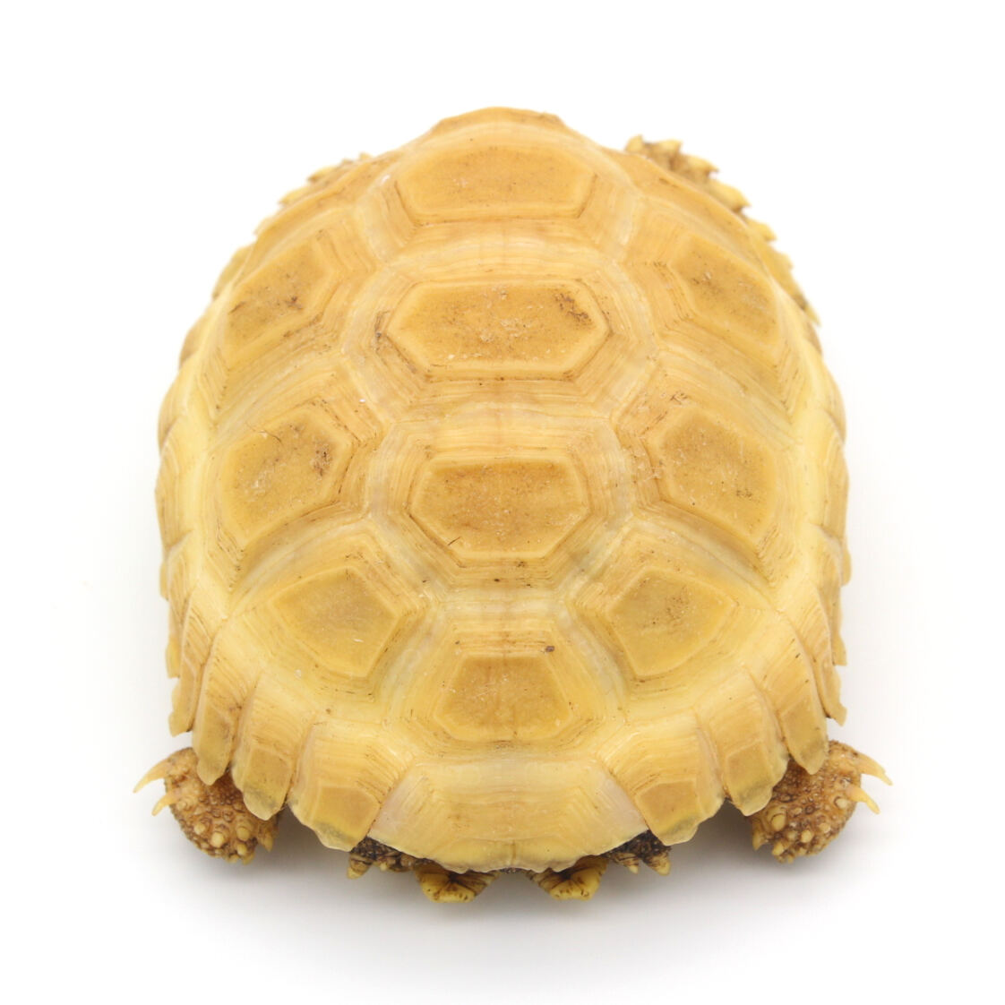 Tortuga sulcata albina 2