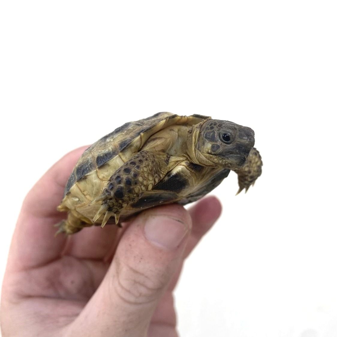 Tortugas rusas en venta 3