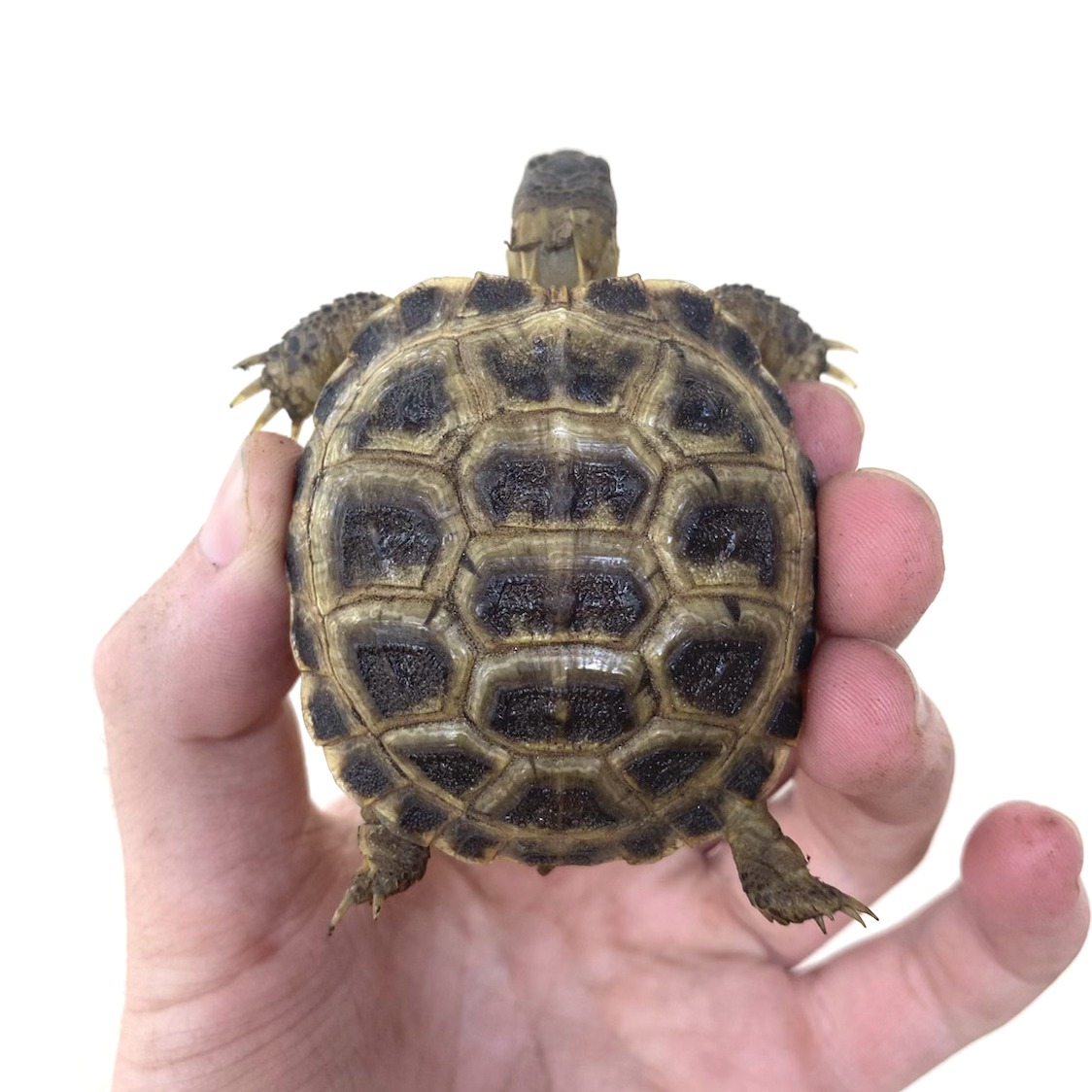 Tortugas rusas en venta 4