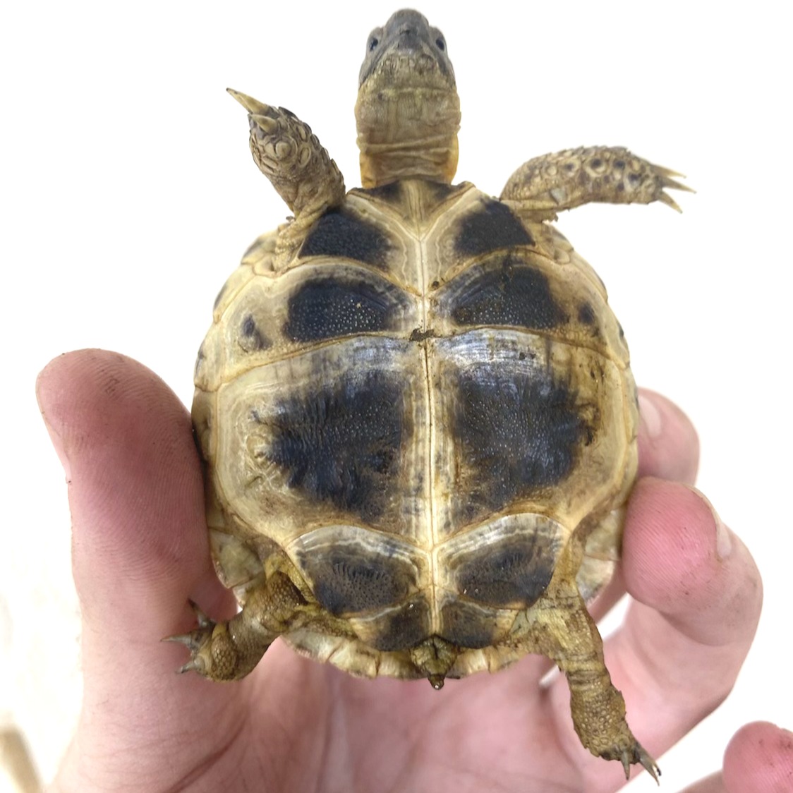 Tortugas rusas en venta 5