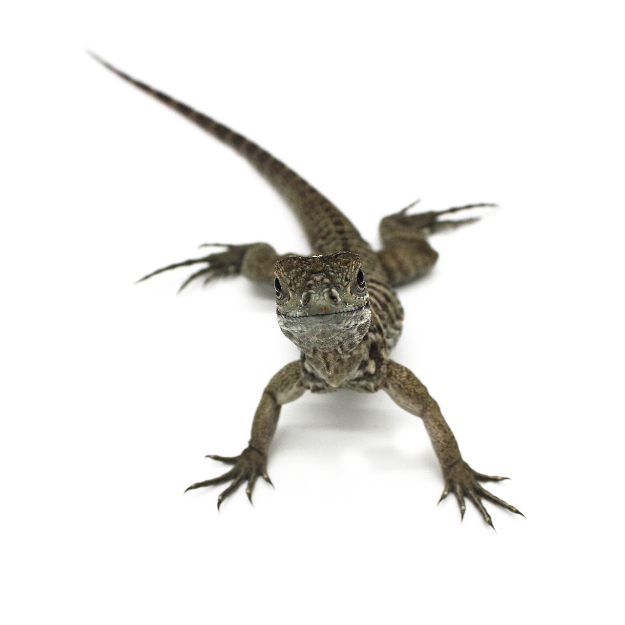 Iguana rinoceronte bebé 2