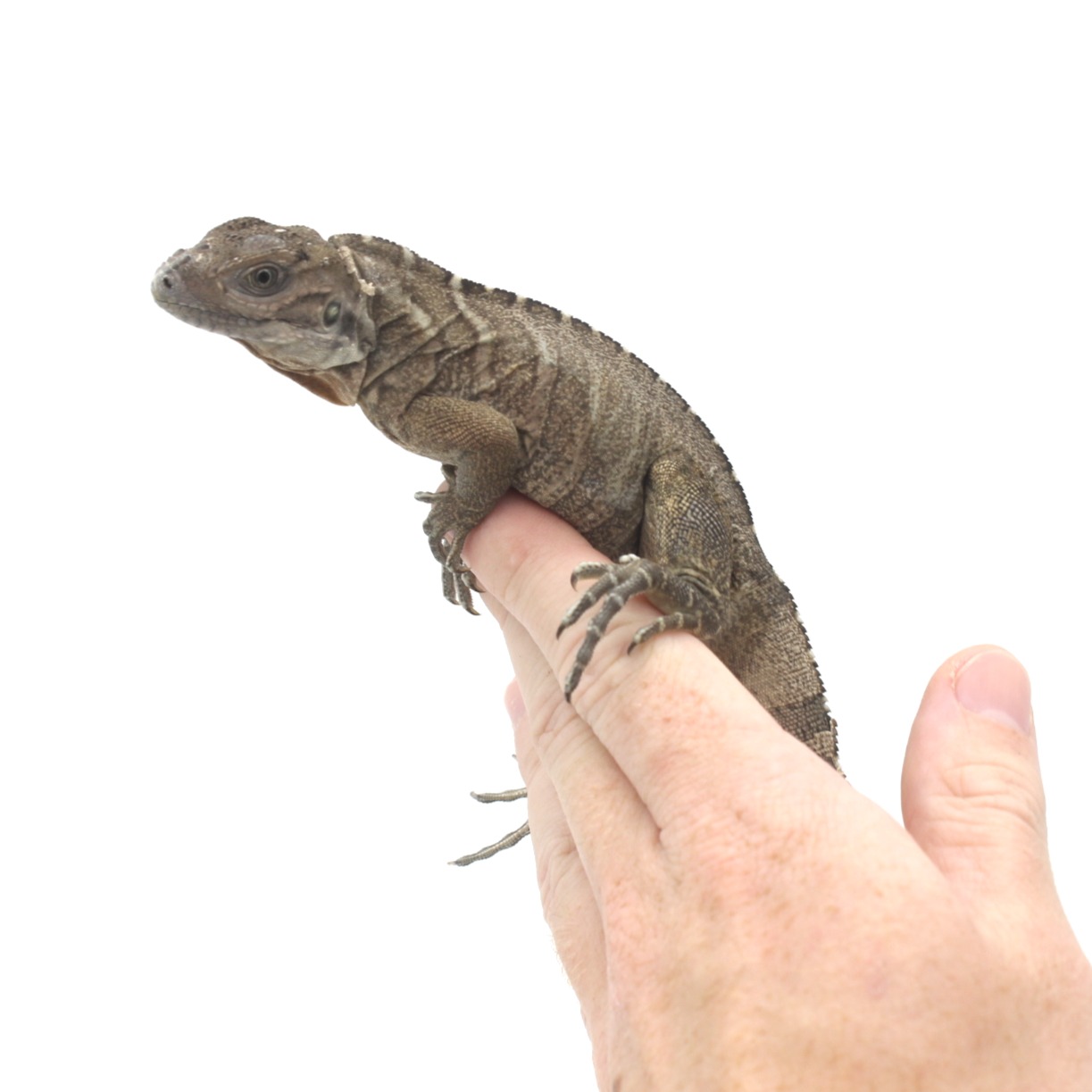 Iguana rinoceronte bebé 3