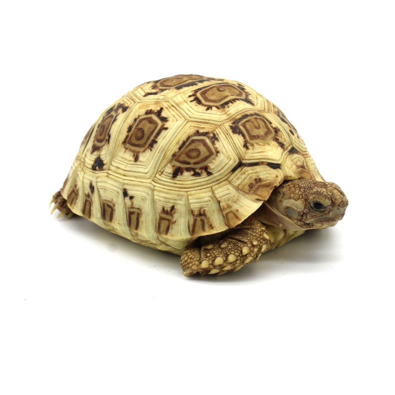 Tortuga leopardo High White Snow