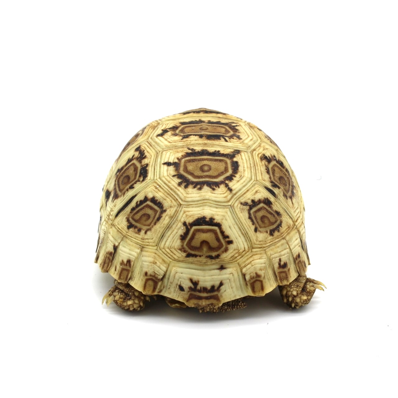 Tortuga leopardo High White Snow 2