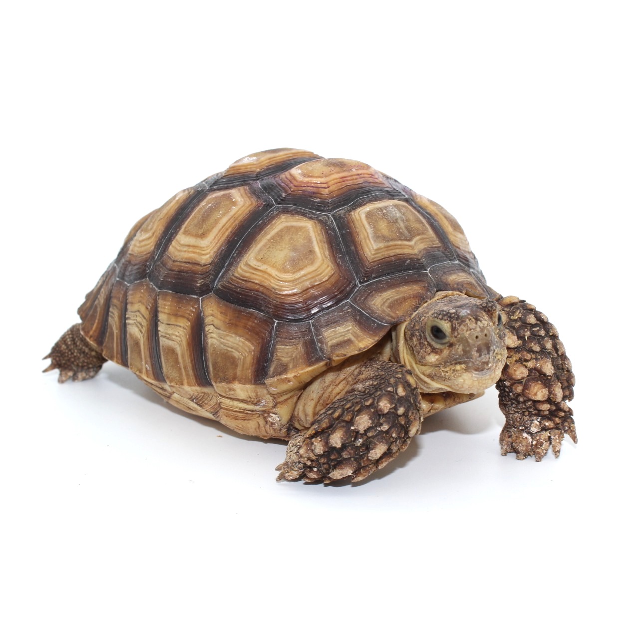 Tortugas sulcata 4