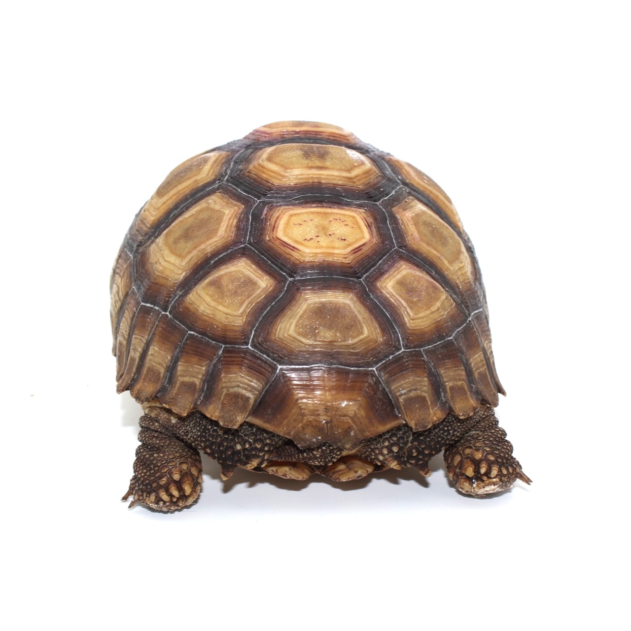 Tortugas sulcata 5