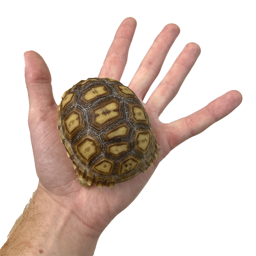 Tortugas sulcata 6