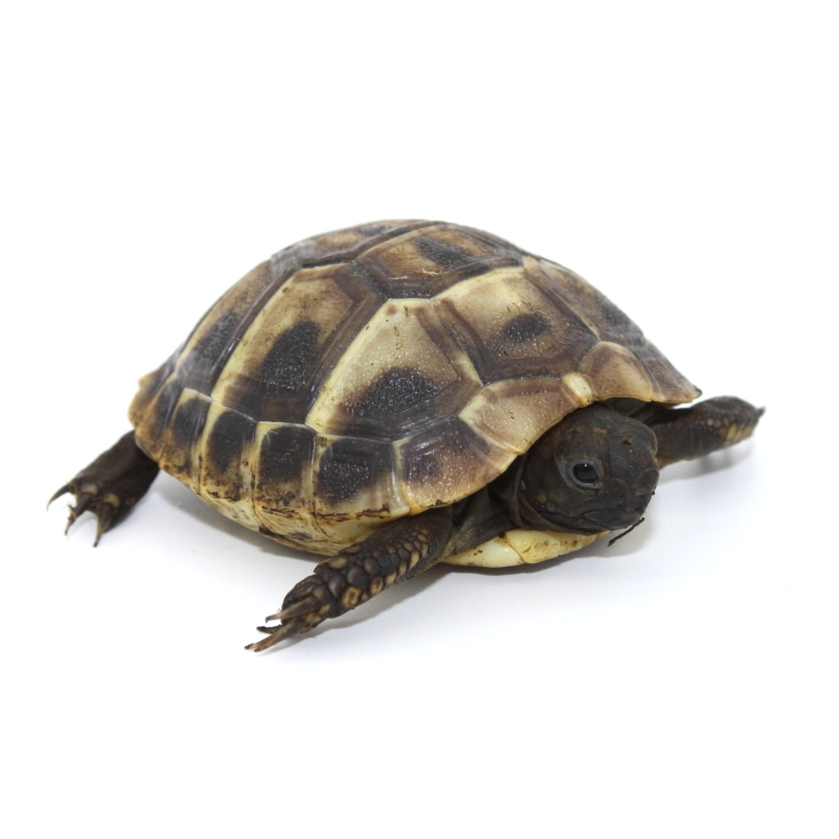 Tortugas de Hermann en venta