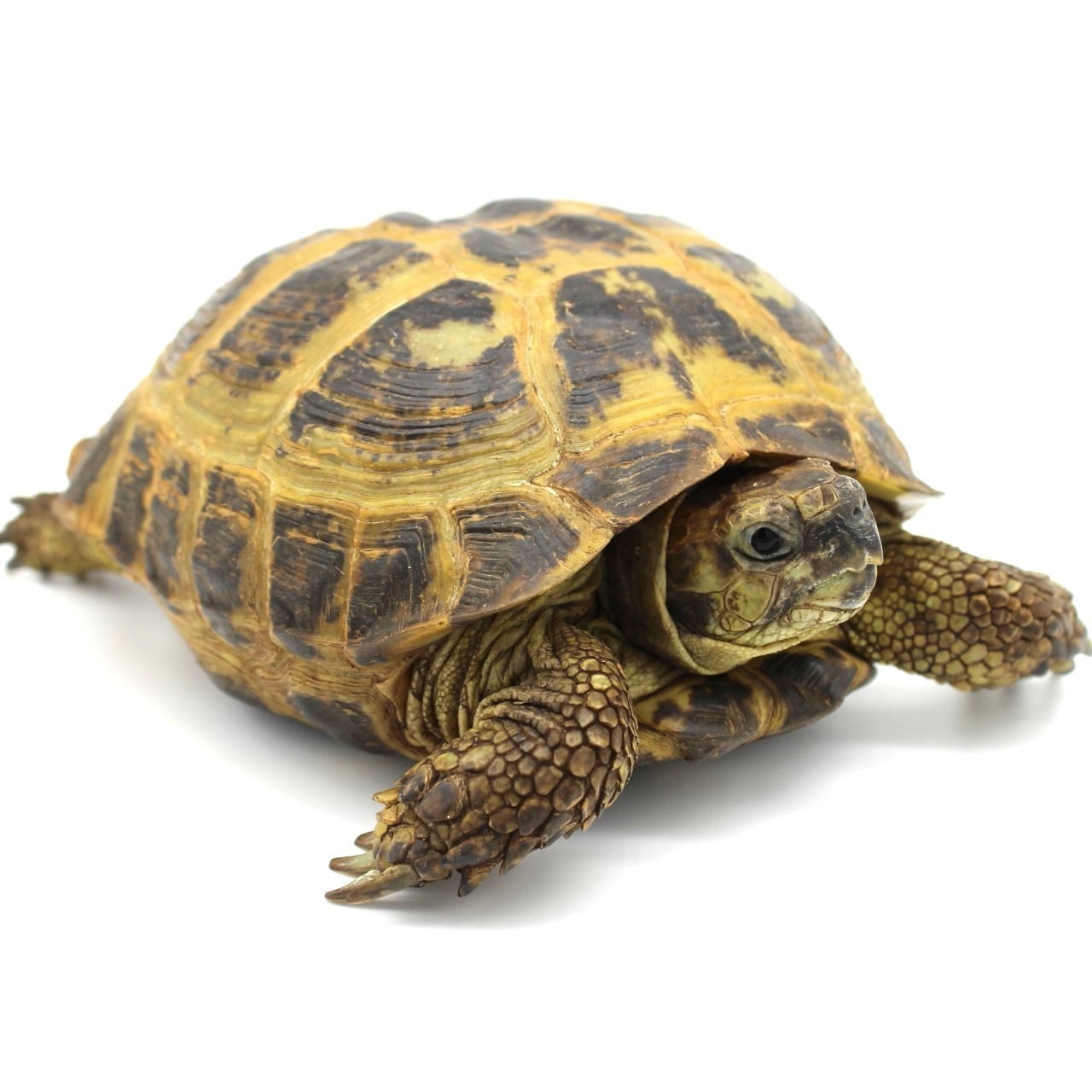 Tortugas rusas en venta