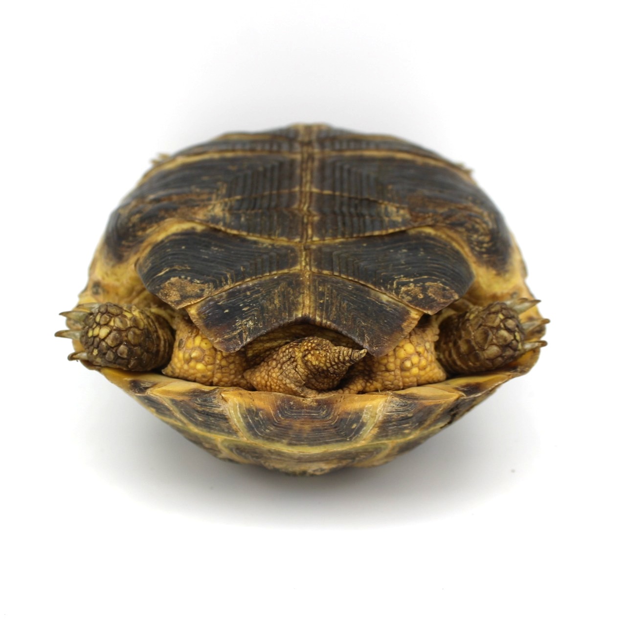 Tortugas rusas en venta 2