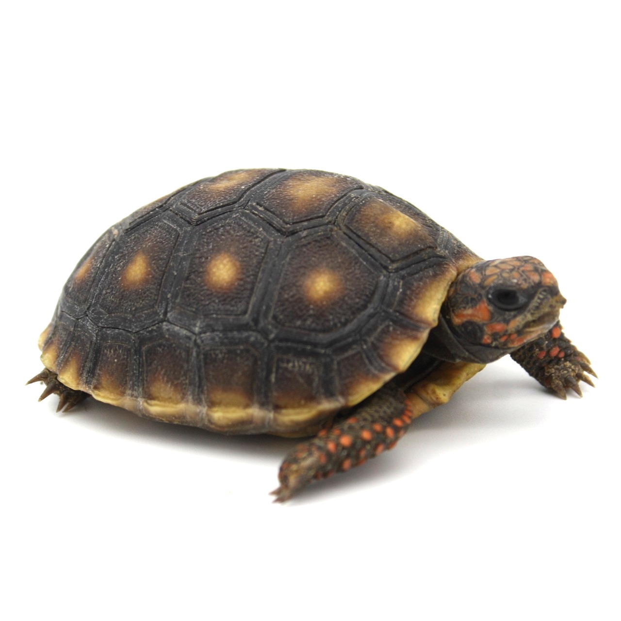Tortugas de patas rojas en venta