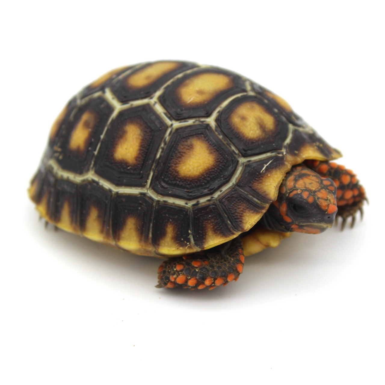 Tortugas cabeza roja en venta