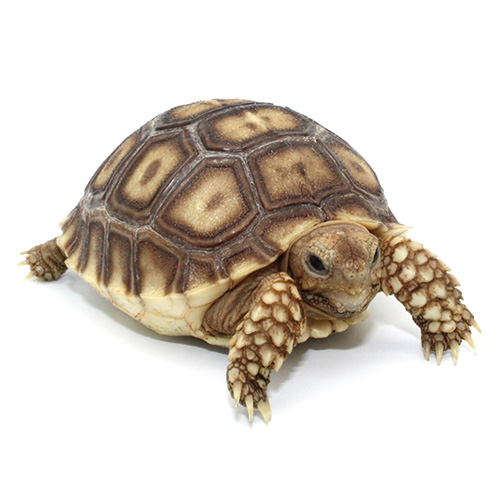 Tortugas sulcata