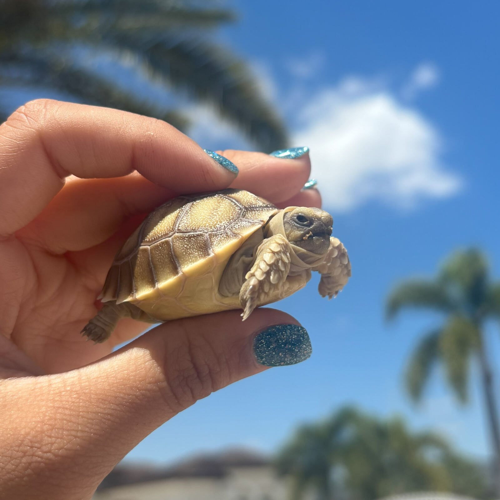 Tortugas sulcata 2