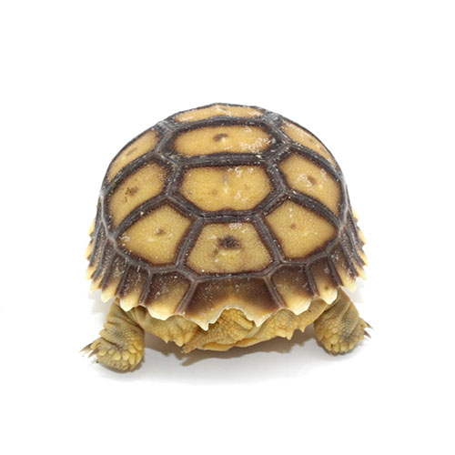 Tortugas sulcata 3