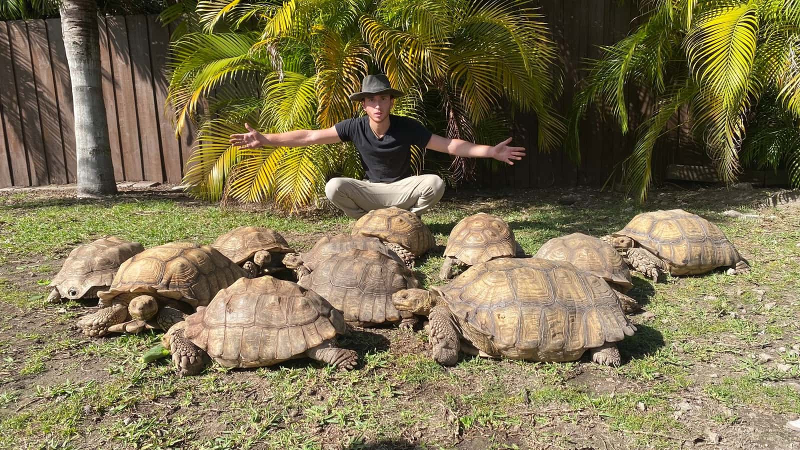 Shadow standing among his sulcata tortoises in Miami