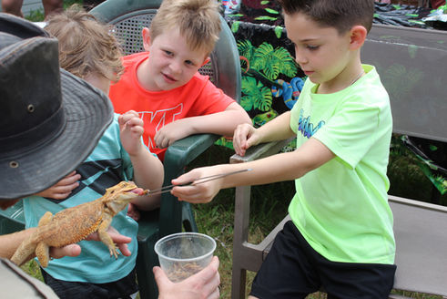 Children feeding a bearded dragon during a Shadow's Reptiles encounter
