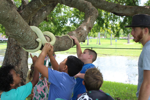 Children touching a carpet python wrapped around a tree branch