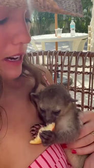 A kinkajou eating fruit during a private animal encounter