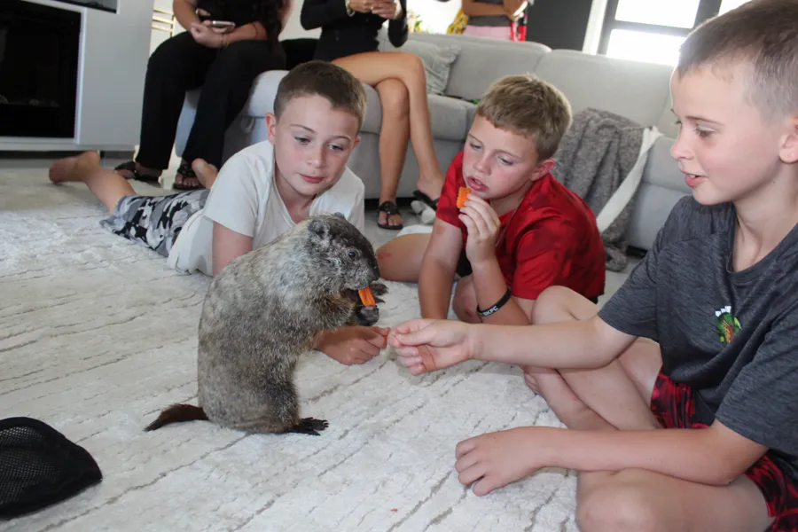 Boys hand-feeding carrots to a groundhog standing on the living room carpet