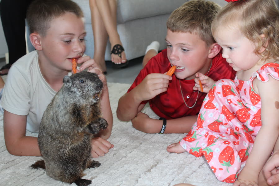 Children feeding carrots to Leonie the groundhog at a birthday party