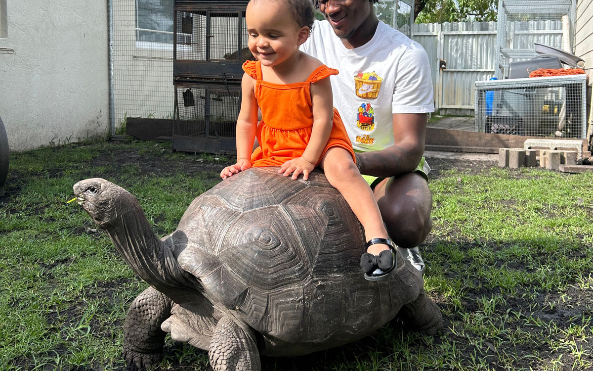 Aldabra Tortoise