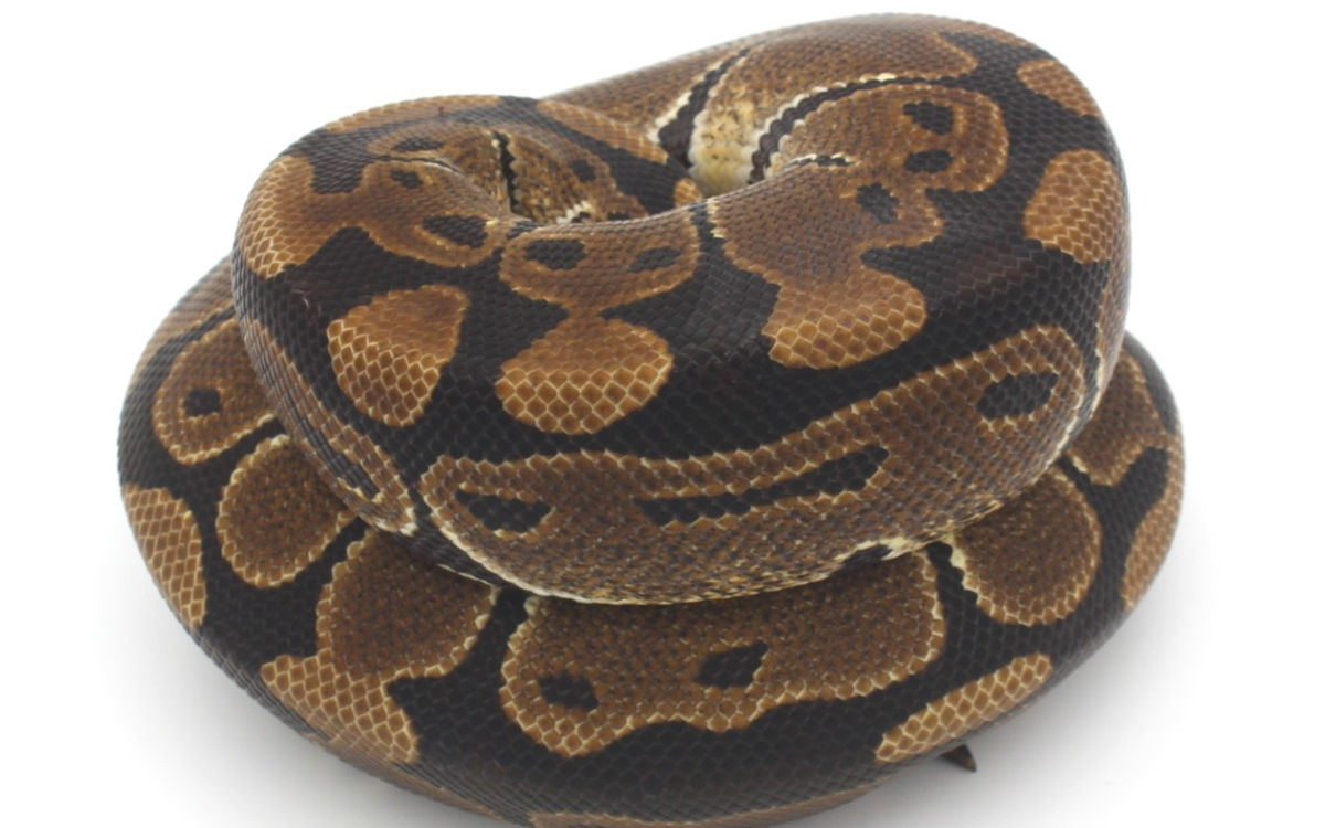 Ball Python