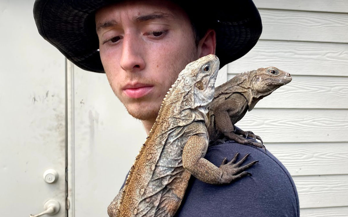 Cuban Rock Iguana